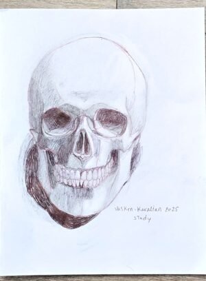 Skull Study